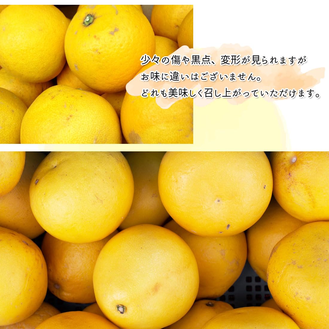 Amazon.co.jp: 土佐の旨味市場 文旦 土佐文旦 訳あり 3kg L～3Lサイズ